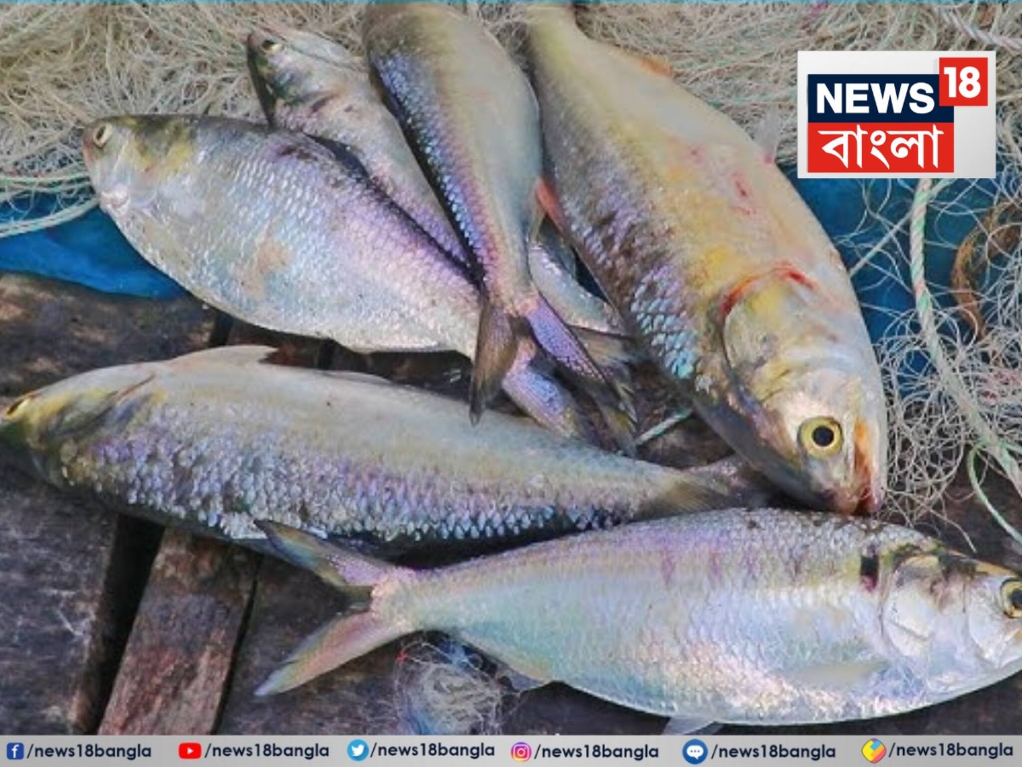 ঝাঁকে ঝাঁকে ইলিশ উঠল দিঘায়...! ১৮০০ গ্রামের একজোড়া ইলিশের দাম উঠল কত জানেন?