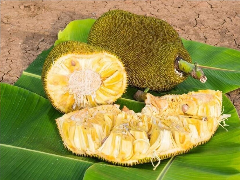তবে কাঁচা কাঁঠাল বা এঁচোড়ে গ্লাইসেমিক ইনডেক্স কম৷ এবং ক্যালরিও কম৷ তাই ডায়াবেটিকরা পরিমিত পরিমাণে খেতে পারেন এঁচোড়৷ এছাড়াও আরও কিছু ক্ষেত্রে কাঁঠাল খাওয়া যাবে না৷ যাঁদের পোলেন বা পরাগরেণু থেকে অ্যালার্জির কারণে ইনফ্লেম্যাশনের সমস্যা আছ, তাঁরা এই ফল থেকে দূরে থাকুন৷