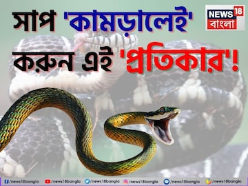 বর্ষাকালে 'সাপ' কামড়ালে প্রথমেই করুন এই 'প্রতিকার'..., ৯৯% ক্ষেত্রেই বেঁচে যাবেন রোগী!