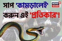 বর্ষাকালে 'সাপ' কামড়ালে প্রথমেই করুন এই 'প্রতিকার'..., ৯৯% ক্ষেত্রেই বেঁচে যাবেন রোগী!