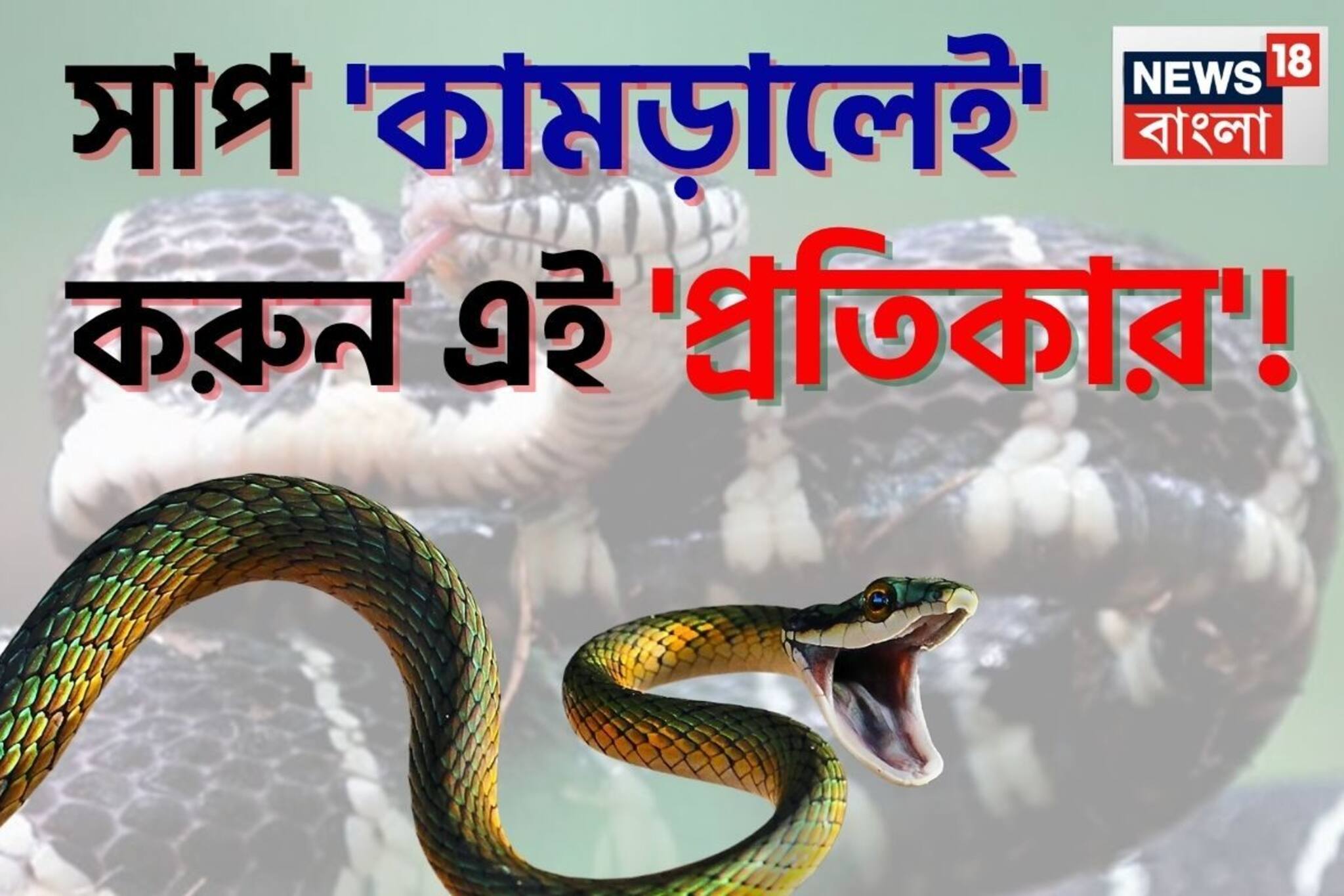 বর্ষাকালে 'সাপ' কামড়ালে প্রথমেই করুন এই 'প্রতিকার'..., ৯৯% ক্ষেত্রেই বেঁচে যাবেন রোগী!