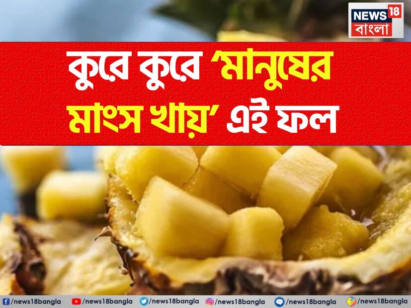 আপাতদৃষ্টিতে নিরীহ, মিষ্টি স্বাদের গ্রীষ্মমন্ডলীয় ফল আনারসের মধ্যে একটি গোপন রহস্য লুকিয়ে আছে৷ এটি মানুষের মাংস 'খেয়ে' যায় বলে জানা গিয়েছে! আনারস কেবল তার মিষ্টি, টক স্বাদ এবং অ্যান্টিঅক্সিডেন্ট সমৃদ্ধ গঠনের জন্যই নয়, বরং এর অসাধারণ এনজাইম কার্যকলাপের জন্যও।