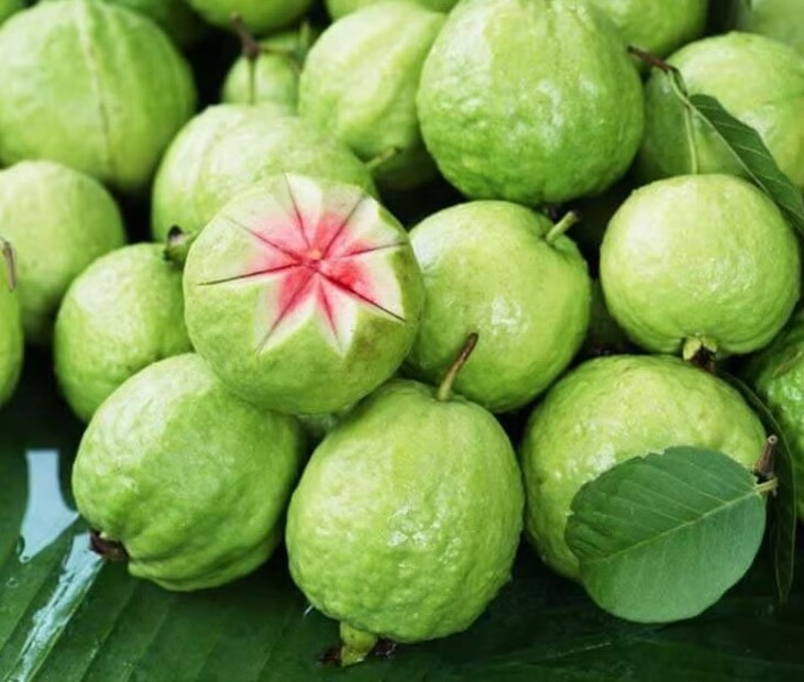 পেয়ারায় যাঁদের অ্যালার্জি আছে, তাঁদের পার্শ্ব প্রতিক্রিয়া হতে পারে এর থেকে৷ সদ্য মা হয়ে যাঁরা ব্রেস্টফিডিং করাচ্ছেন তাঁদেরও এড়িয়ে যেতে হবে পেয়ারা৷ পেট ফাঁপা, গা বমি বমি ভাব-সব বদহজমের সমস্যায় প্রায়ই ভুগতে থাকলে পেয়ারা খাওয়া বন্ধ করতে হবে৷