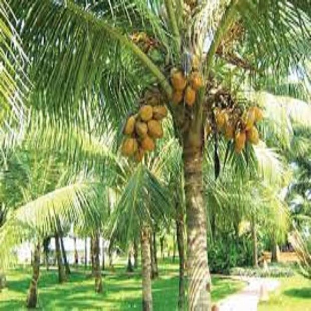বাড়ির বাগানে, রথযাত্রার বিপরীত দিক অনুসারে দক্ষিণ বা পশ্চিম কোণে নারকেল গাছ রোপণ করুন। তবে খেয়াল রাখতে হবে এই গাছের ছায়া যেন বাড়ির ওপর না পড়ে।