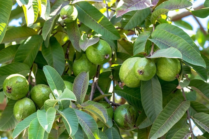 ডায়াবেটিস নিয়ন্ত্রণে সাধারণত পেয়ারা পাতা খাওয়া হয়। প্রতিদিন সকালে পেয়ারা পাতা সিদ্ধ করে এর জল পান করলে ডায়াবেটিস সম্পূর্ণরূপে নিয়ন্ত্রণে রাখা যায়। পেয়ারা এমন একটি ফল যাকে স্বাদ এবং স্বাস্থ্যের ভান্ডার বলা হয়, তবে কেবল পেয়ারা নয়, এর পাতাগুলিও নিজের মধ্যে আশ্চর্যজনক।