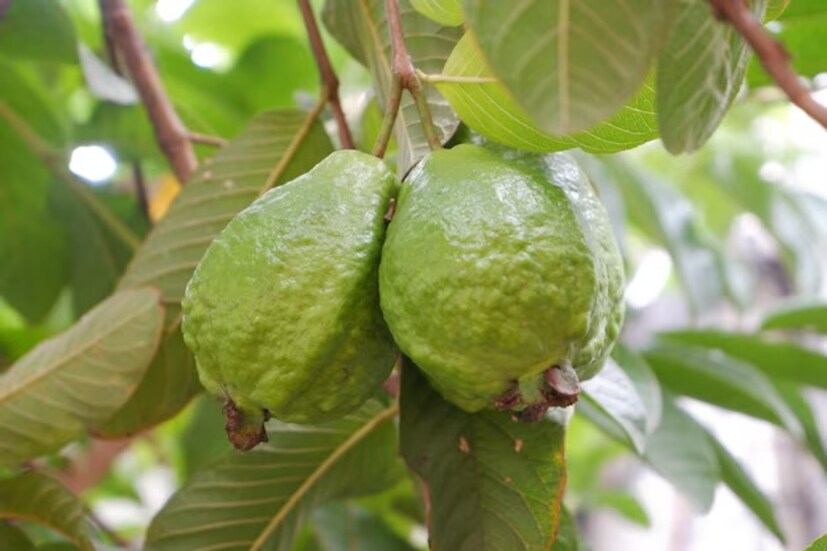পেয়ারা পাতায় উপস্থিত ভিটামিন সি এর বৈশিষ্ট্য শরীরের রোগ প্রতিরোধ ক্ষমতা শক্তিশালী করতে সাহায্য করে। নিয়মিত সেবন রোগ প্রতিরোধ ক্ষমতা বৃদ্ধিতে খুবই কার্যকর প্রমাণিত হতে পারে। ডায়াবেটিস রোগীদের জন্য পেয়ারা পাতা অলৌকিক ওষুধের চেয়ে কম নয়। সকালে খালি পেটে এই পাতাগুলি খেলে রক্তে শর্করার মাত্রা নিয়ন্ত্রণে খুবই কার্যকর প্রমাণিত হয়।
