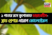 ডায়াবেটিসে অলৌকিক! কোলেস্টেরল কুপোকাত! হাই ব্লাড প্রেশারে অব্যর্থ! ১ পাতার রসে জব্দ ৩ রোগ
