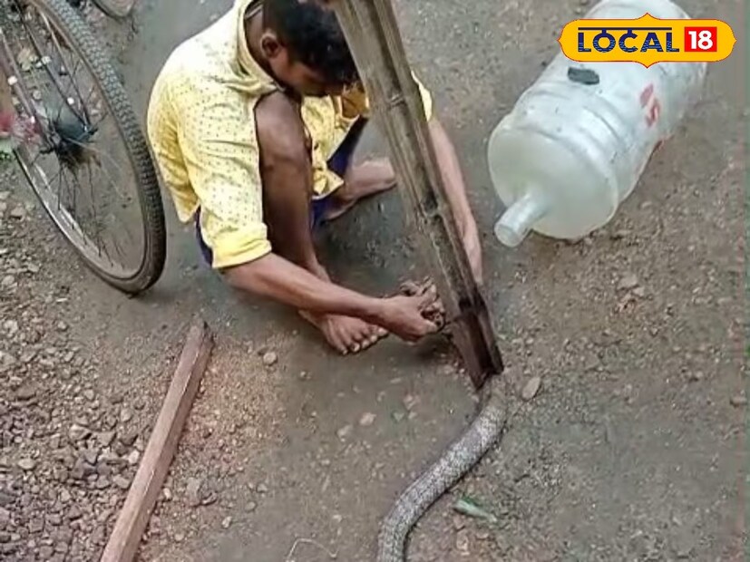 একই সঙ্গে খবর দেওয়া হয় বনদফতরে। এরমধ্যে এলাকার মানুষ লম্বা সাপটি  দেখতে সেই বাড়িত ভিড় জমায়। তাদের সঙ্গে স্থানীয় কারখানার এক যুবক এসেছিলেন সেখানে। সেই যুবক হঠাৎ কোনওরকম সরঞ্জাম ও সাপ ধরার প্রশিক্ষণ ছাড়াই একটি লাঠি ও একটি প্লাস্টিক জার নিয়ে সাপটি ধরার চেষ্টা করে।