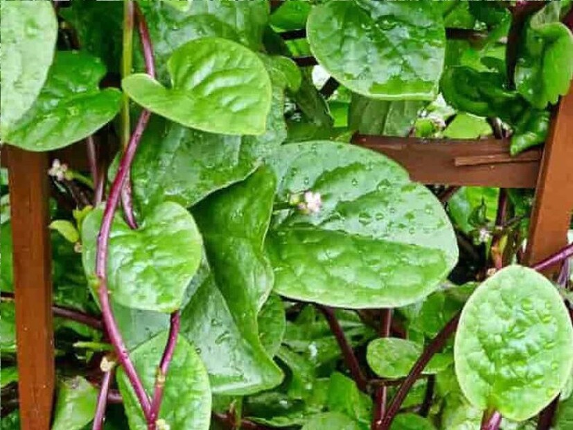 রথযাত্রার দিন ভুলেও মুখে দেবেন না পুঁই শাক৷ মনে করা হয় এই শাক এই তিথিতে এই শাক খেলে এই শাক এই বিশেষ দিন খেলে সংসারে বাধা বিপত্তি আসতে পারে৷