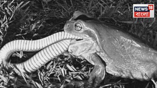 আস্ত বিষধর সাপ গিলে ফেলল ব্যাঙ