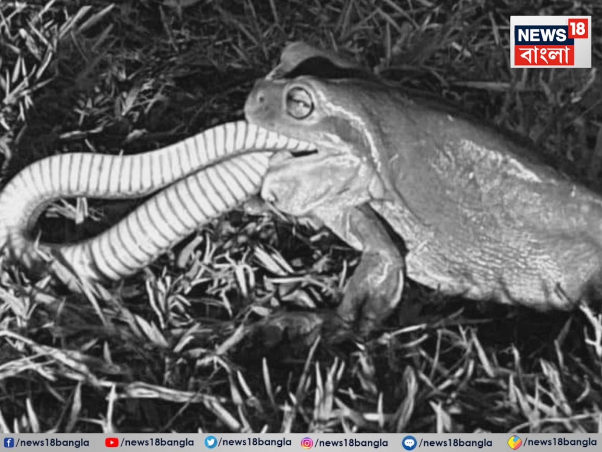 গপ , গপ, গপ! আস্ত বিষধর সাপ গিলে ফেলল ব্যাঙ, তারপর কী হল জানেন...? শুনলেই চমকাবেন!
