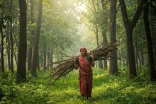 জঙ্গলে কাঠ সংগ্রহে যান মহিলা, বাড়ি ফিরেই শরীর খারাপ! রাতারাতি সব শেষ, মারাত্মক কাণ্ড