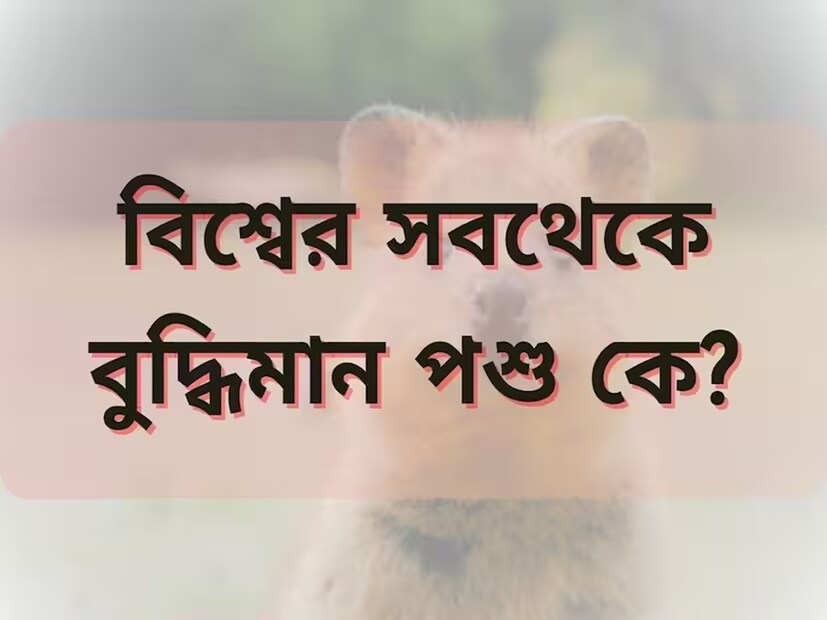 তবে তালিকার শীর্ষ অবস্থান নিয়ে মতভেদ আছে। কারও কারও মতে মানুষের পর সবচেয়ে বুদ্ধিমান প্রাণী অক্টোপাস, আবার কারও মতে ডলফিন।