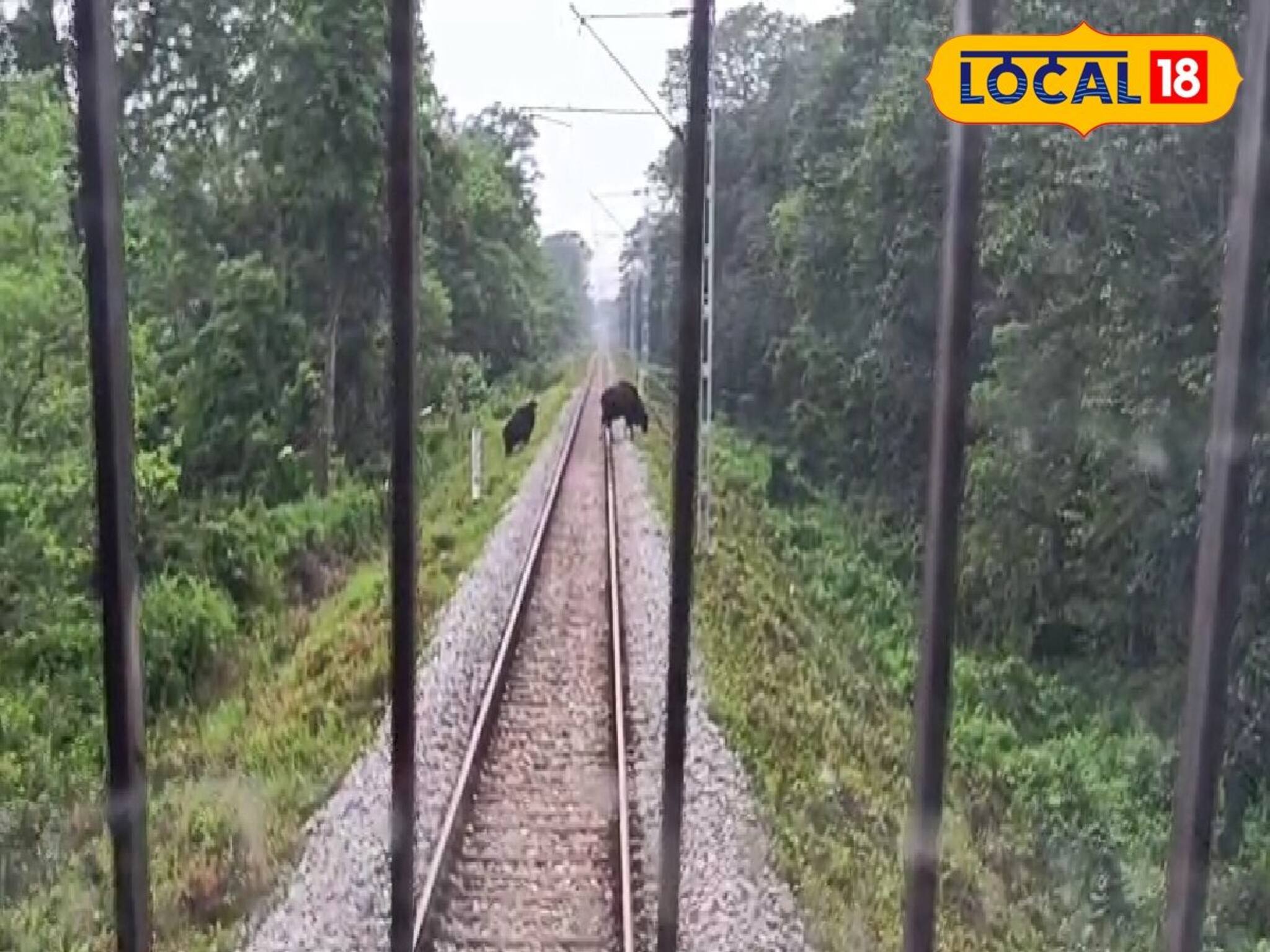 দেশে ভয়ঙ্কর বিমান দুর্ঘটনার মাঝেই এবার চলন্ত ট্রেনের সামনে ২০-২৫টি বাইসনের দৌড়-ঝাঁপ! তারপর