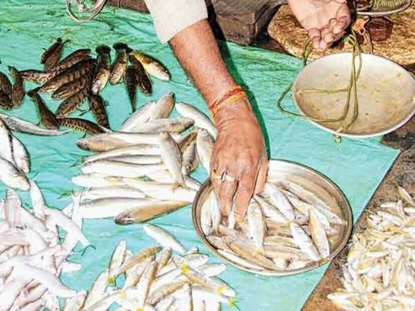 বোরোলির অক্সিজেন বেশি লাগে। পাহাড়ি খরস্রোতা নদীর জলে সেই অক্সিজেন পায় ওরা। তাই কেবল ওই ধরনের নদীতেই বোরোলি মেলে। তাঁর বক্তব্য, তিস্তায় ব্যারাজ হওয়ার ফলে স্রোত কমেছে। বোরোলিও কমেছে। কিন্তু তোর্ষায় কোনও ব্যারাজ নেই, তাই এখন তুলনামূলকভাবে বোরোলি সেখানেই বেশি পাওয়া যায়।