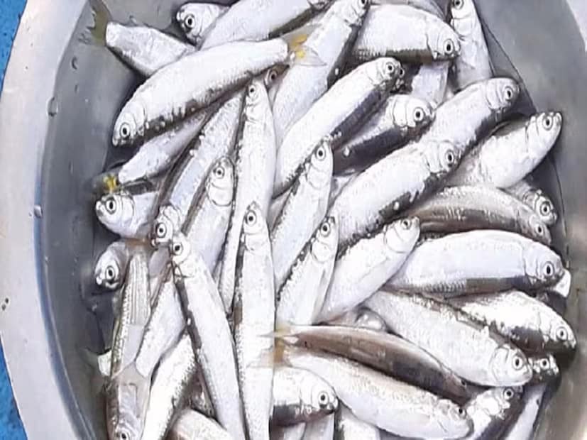 কট্টর নিরামিষাশী বিখ্যাত সাহিত্যিক শীর্ষেন্দু মুখোপাধ্যায় একটি ইন্টারভিউতে বলেছিলেন, উত্তরবঙ্গ বলতেই বোরোলির কথা মনে পড়ে। প্রয়াত প্রাক্তন রাষ্ট্রপতি প্রণব মুখোপাধ্যায়ও বোরোলির বড় ভক্ত ছিলেন। প্রণববাবুকে এই মাছ রান্না করে খাইয়েছেন রাষ্ট্রপতি ভবনের পাচক।