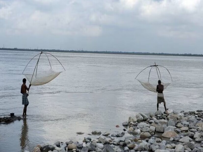 প্রয়াত মুখ্যমন্ত্রী জ্যোতি বসু ফি-বছর ছুটি কাটাতে ডুয়ার্সে গেলেই তাঁর পাতে কালো জিরে, কাঁচালঙ্কা ফোড়ন দিয়ে বোরোলির পাতলা ঝোল দিতেই হত। বর্তমান মুখ্যমন্ত্রী মমতা বন্দ্যোপাধ্যায়ও বোরোলি পছন্দ করেন বলে শোনা যায়।