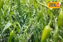 সামান্য খরচে অধিক ফলন, সুন্দরবনে বুলেট লঙ্কা দিচ্ছে মুনাফা