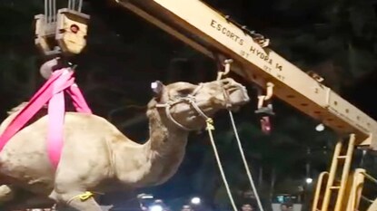 কোথা থেকে এল এত উট? কোথা থেকে এল এত উট?