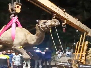 কোথা থেকে এল এত উট?
