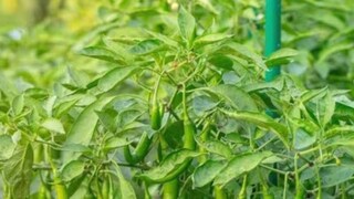 প্রতিদিন মাঠ থেকে লঙ্কা তুলেই বাজারে বিক্রি হচ্ছে, আর সেই লঙ্কা এনে দিচ্ছে কল্পনার থেকেও বেশি লাভ। শিখে নিন কোটিপতি হওয়ার সহজতম উপায়! 