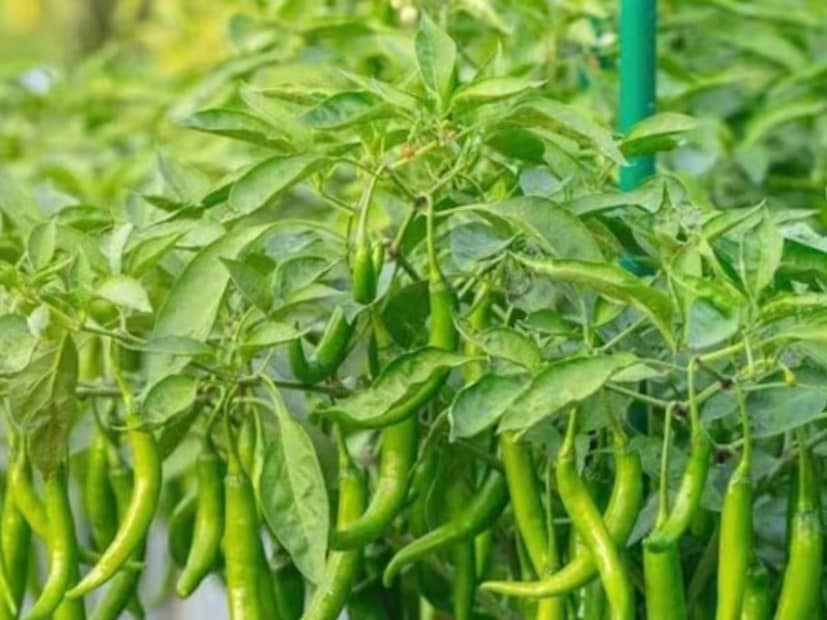 কার্যকরী টিপস:বাগানের মধ্যে একাধিক টবে কাঁচা লঙ্কা গাছ লাগাতে হবে, যাতে বারবার ফলন পাওয়া যায়। কাঁচা লঙ্কার পাশাপাশি কিচেন গার্ডেনে টম্যাটো, তুলসী অথবা ধনেপাতাও রোপণ করা যেতে পারে। প্রতি ১৫ দিন অন্তর গাছের মাটি একটু খুঁড়ে দিতে হবে। যাতে মাটির মধ্যে বায়ু চলাচল বজায় থাকে।