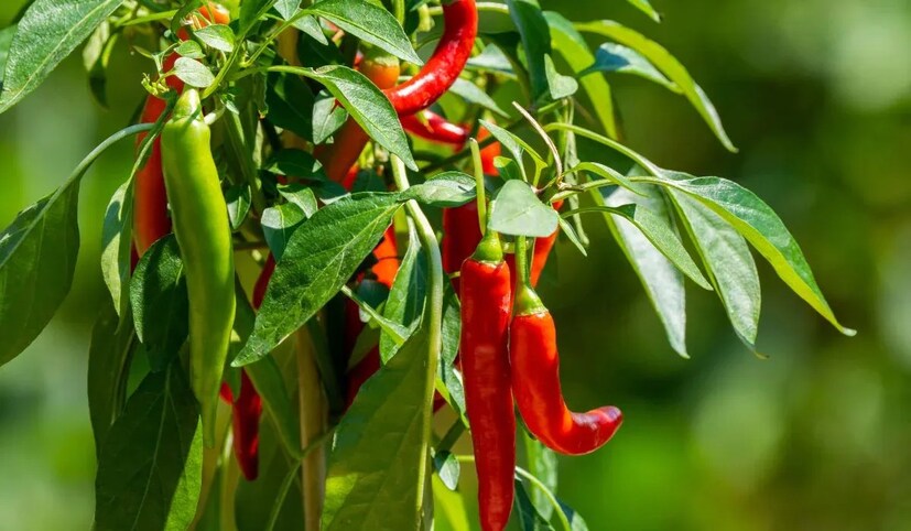 কৃষি বিশেষজ্ঞ রাধিকা রঞ্জন দেবভূতি জানান ,শীত, গ্রীষ্ম কিংবা বর্ষা, সব ঋতুতেই এই লঙ্কা গাছ লাগানো যায়। তবে খুব বেশি গরম বা অতি বৃষ্টিতে লঙ্কার ফলন ভাল হয় না। তাই লঙ্কা লাগানোর সঠিক সময় হল আশ্বিন ,কার্তিক মাস।  