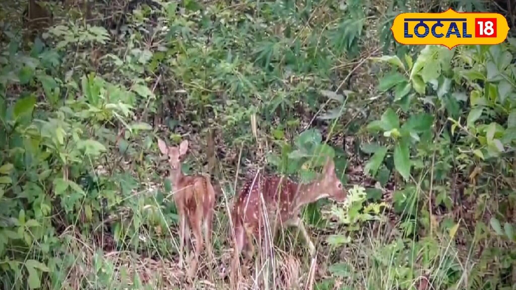 ফিট সার্টিফিকেট জুটল আহত ২ হরিণের! ঘরে ফেরার আগে বনকর্মীদের দিকে  ফিরে চাওয়া! দারুণ দৃশ্য