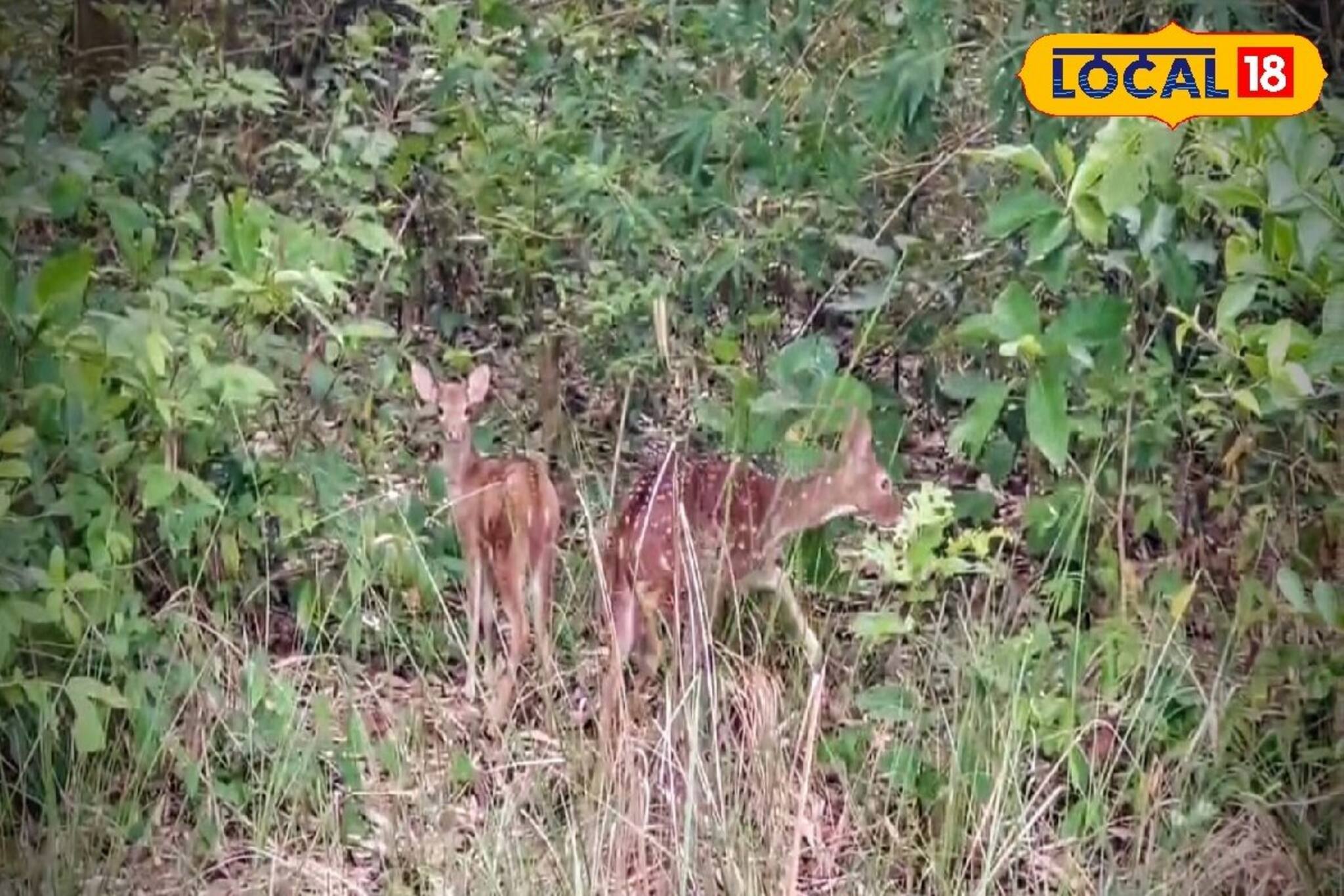 ফিট সার্টিফিকেট জুটল আহত ২ হরিণের! ঘরে ফেরার আগে বনকর্মীদের দিকে  ফিরে চাওয়া! দারুণ দৃশ্য