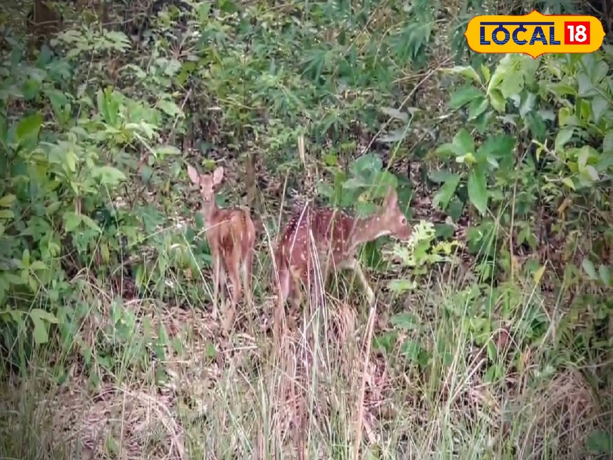 ফিট সার্টিফিকেট জুটল আহত ২ হরিণের! ঘরে ফেরার আগে বনকর্মীদের দিকে  ফিরে চাওয়া! দারুণ দৃশ্য