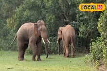 আম, কাঁঠালের গন্ধে লক লক করছিল জিভ, ভোর হতেই যা করল হাতির দল, কূলকিনারা পাচ্ছেন না কেউ
