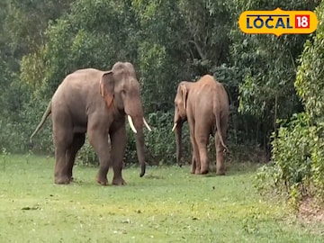 গ্রামের