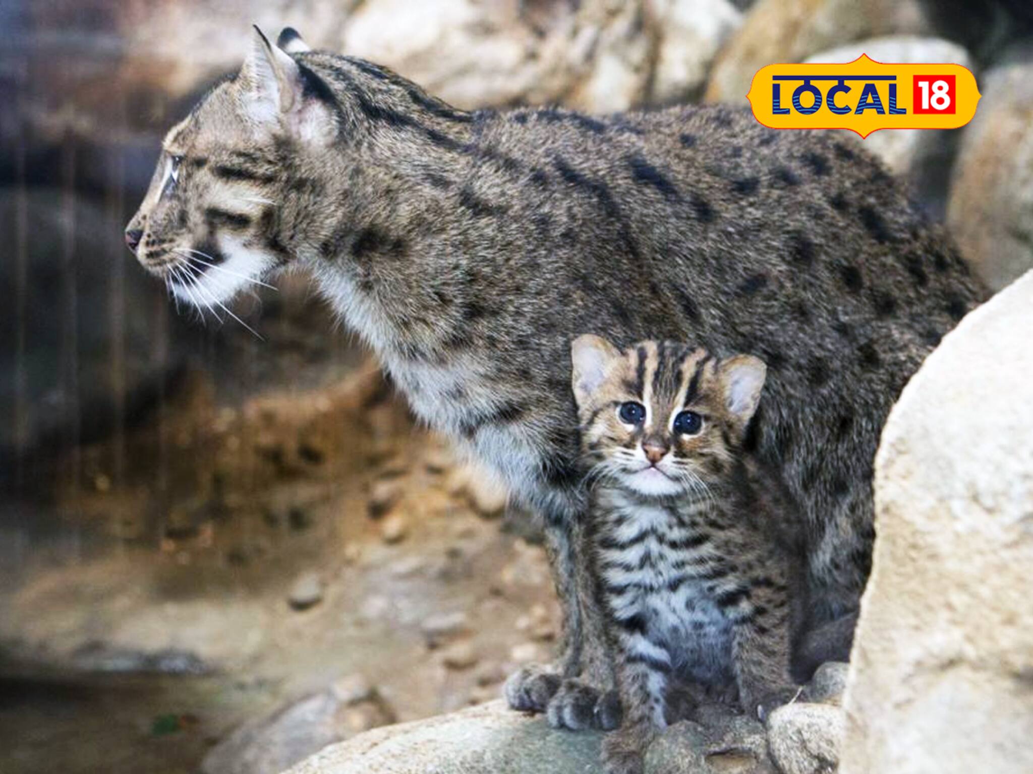 হাওড়ার পরিবেশকর্মীদের সাফল্য, শাবক বাঘরোল ফিরল মায়ের কাছে!