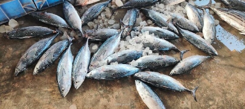 এই টুনা মাছগুলি ভারত মহাসাগর এবং পশ্চিম প্রশান্ত মহাসাগরে পাওয়া যায়। এই মাছগুলি খাবারের সন্ধানে দলবদ্ধভাবে ঘুরে বেড়ায়। তাদের খাদ্যের মধ্যে রয়েছে ছোট জীব, মাছের ডিম এবং সামুদ্রিক উদ্ভিদে জন্মানো শৈবাল।