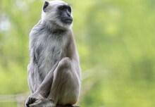 তীব্র গরমে অসুস্থ হনুমান, খাওয়ানো হল ওআরএস