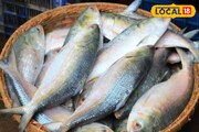 বাজার ছেয়ে গেল খোকা ইলিশে, ক্ষতির আশঙ্কা মৎস্যজীবীদের