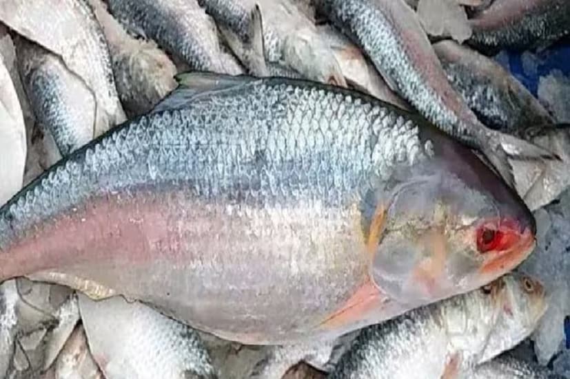 ইলিশ ছাড়াও একটি পাঙাশ মাছ ১৮ হাজার টাকায় বিক্রি হয়েছে বলে খবর। বাংলাদেশের ফেরিঘাট এলাকার ব্যবসায়ী নুরুল ইসলাম শেখ ও শাহজাহান শেখ এই মাছ দুটি বিক্রি করেছেন এত দামে। 