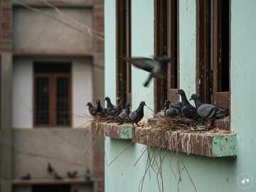 বাড়িতে বাড়ছে পায়রার উৎপাত? পুড়িয়ে দিন এই 'সাদা' জিনিস, ছোট্ট টিপসে সব সমস্যার সমাধান!