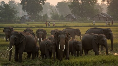 নকশালবাড়িতে বুনো হাতির তাণ্ডব, কৃষকদের মধ্যে আতঙ্ক! নকশালবাড়িতে বুনো হাতির তাণ্ডব, কৃষকদের মধ্যে আতঙ্ক!