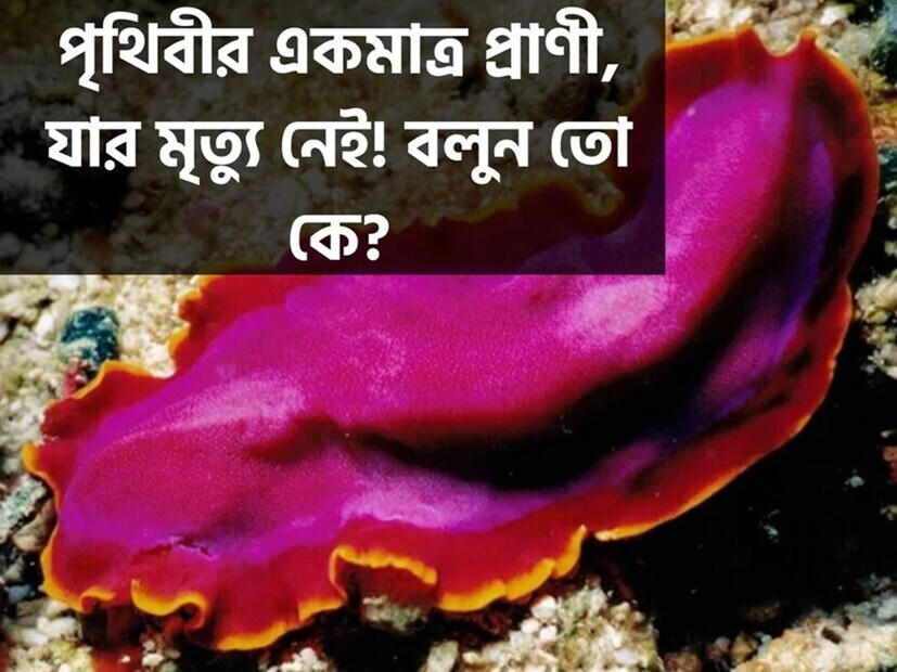 জন্মিলে মরিতে হবে, এমনটাই নিয়ম। কিন্তু কখনও যদি মৃত্যুই না ঘটে! এমনটাও কি হওয়া সম্ভব? সম্ভব। মানুষ না হলেও একটা ছোট্ট প্রাণী কিন্তু প্রায় অমরত্ব লাভ করেছে, বলছেন বিজ্ঞানীরা।