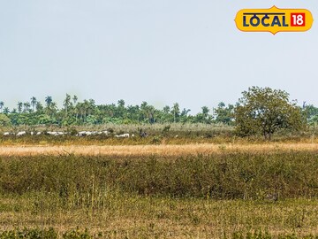 জঙ্গল