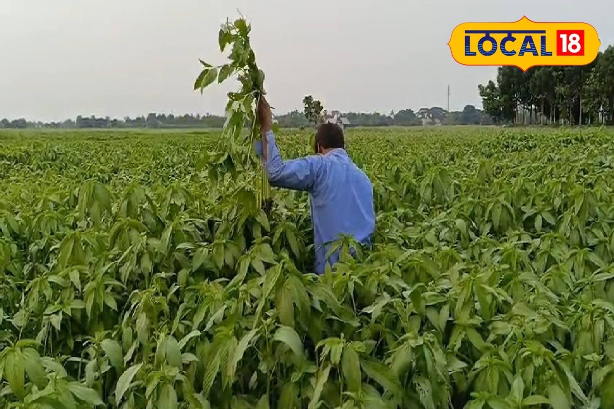কপালে ভাঁজ পড়েছিল মুর্শিদাবাদের পাট চাষিদের! অবশেষে স্বস্তি ফিরল নিম্নচাপের বৃষ্টিতে