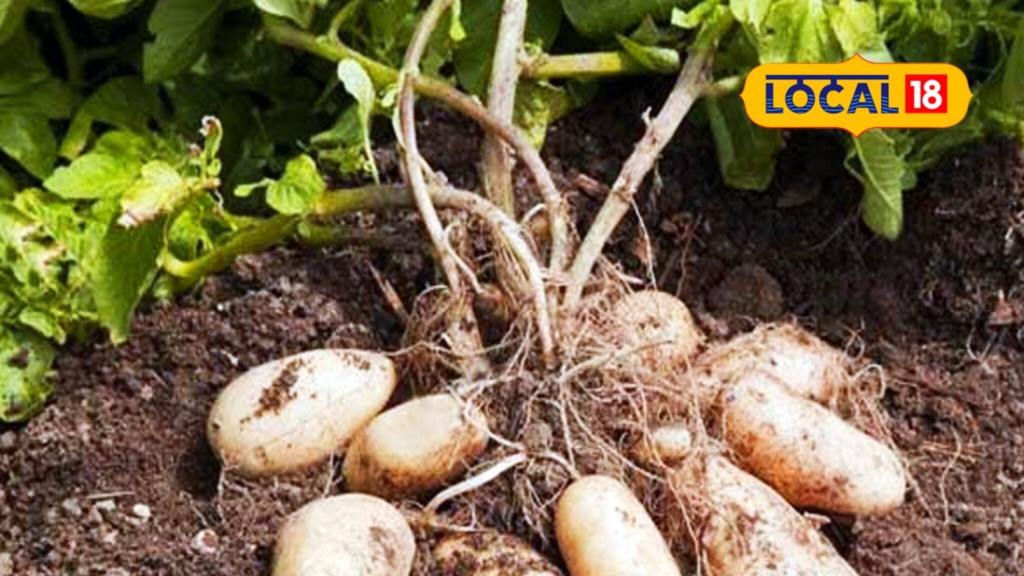 আর পঞ্জাবের ভরসা নয়, এবার বাংলাতেই তৈরি হবে আলুর বীজ!