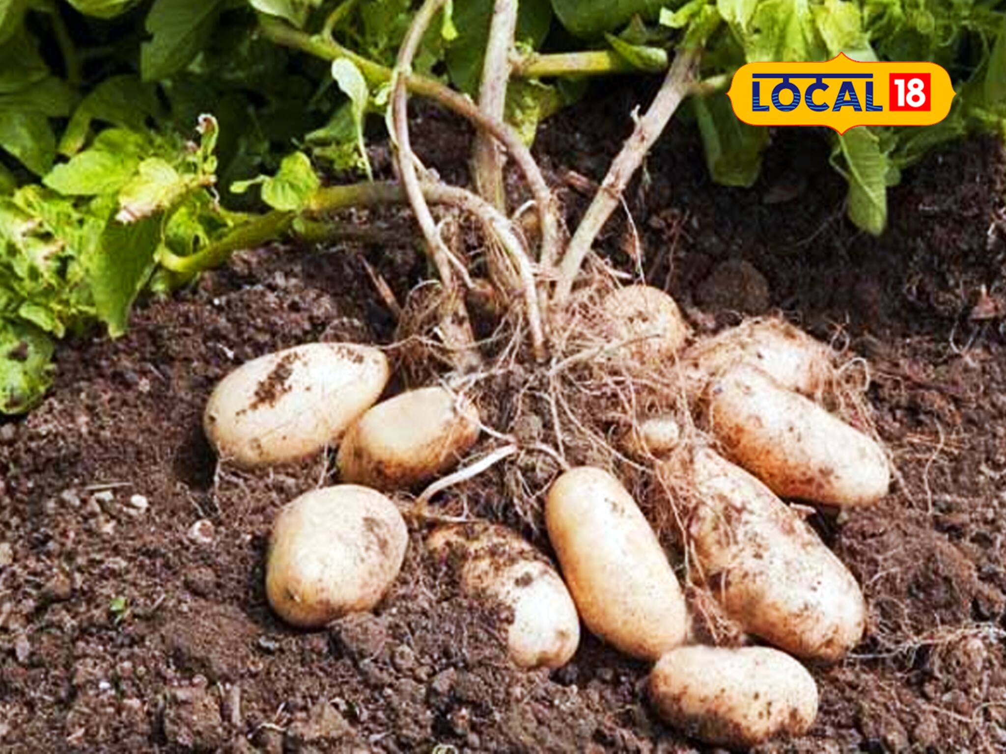 আর পঞ্জাবের ভরসা নয়, এবার বাংলাতেই তৈরি হবে আলুর বীজ!