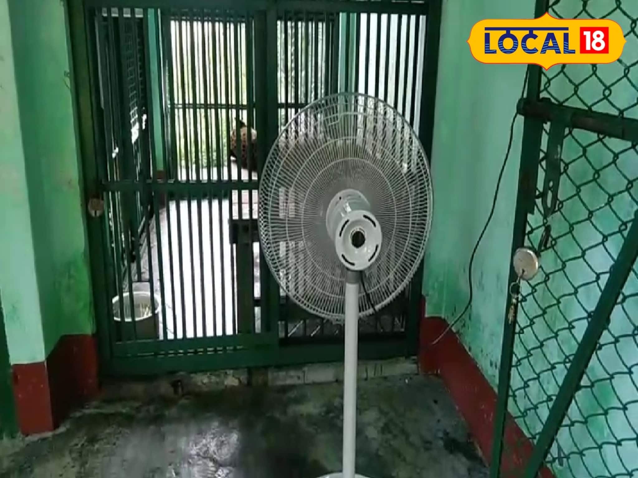 ফ্যানের বাতাস খাচ্ছে চিতাবাঘ,স্নান করছে ঠান্ডা জলে!এমন দৃশ্য এখন দেখা যাচ্ছে এই চিড়িয়াখানা