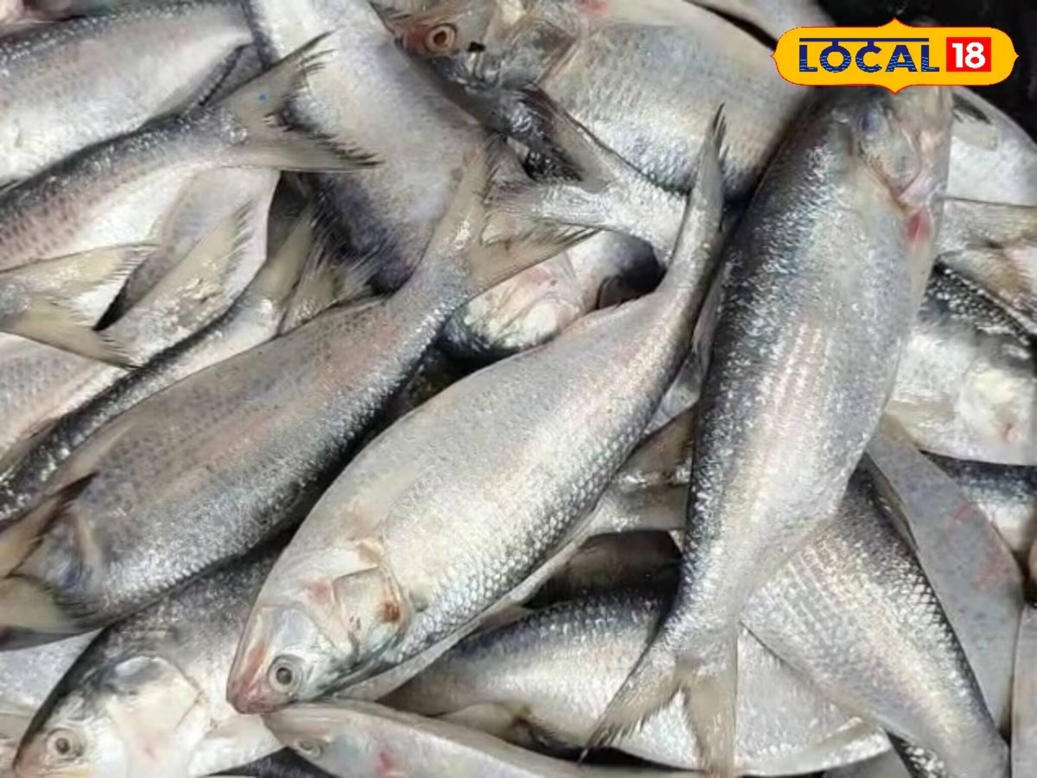 দাম ৫০০ থেকে ৮০০ টাকা...! বর্ষা না আসতেই বাজারে ঝাঁকে ঝাঁকে ইলিশ, ওজন কত? আসছে কোথা থেকে?