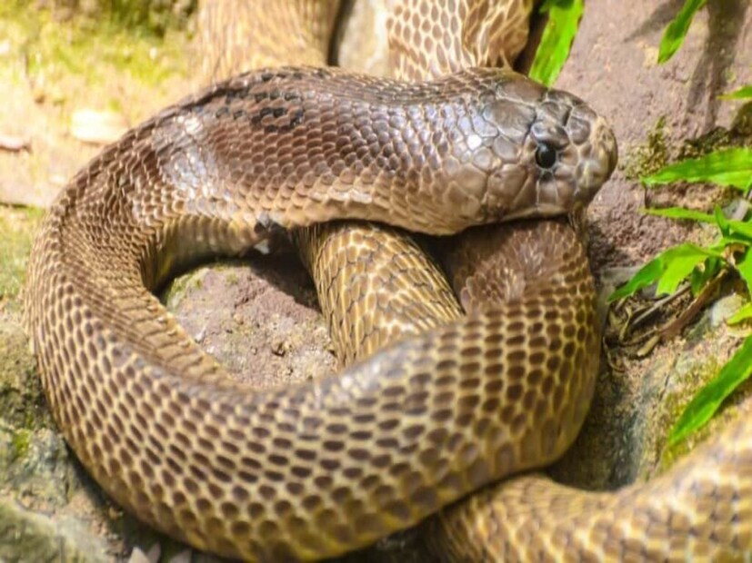 সাপ একপ্রকার ঠান্ডা রক্তবিশিষ্ট প্রাণী (ectothermic)। এর মানে, তারা শরীরের তাপমাত্রা নিজে নিয়ন্ত্রণ করতে পারে না, বাইরে থেকে তাপ শুষে তা সাম্যাবস্থায় রাখে। কিন্তু অতিরিক্ত গরমে এই সাম্যাবস্থা নষ্ট হয়ে যায়। মস্তিষ্ক বিভ্রান্ত হয়ে যায়, এমনকি নিজের লেজকেই খাদ্য ভেবে সাপ তা কামড়ে ফেলে।