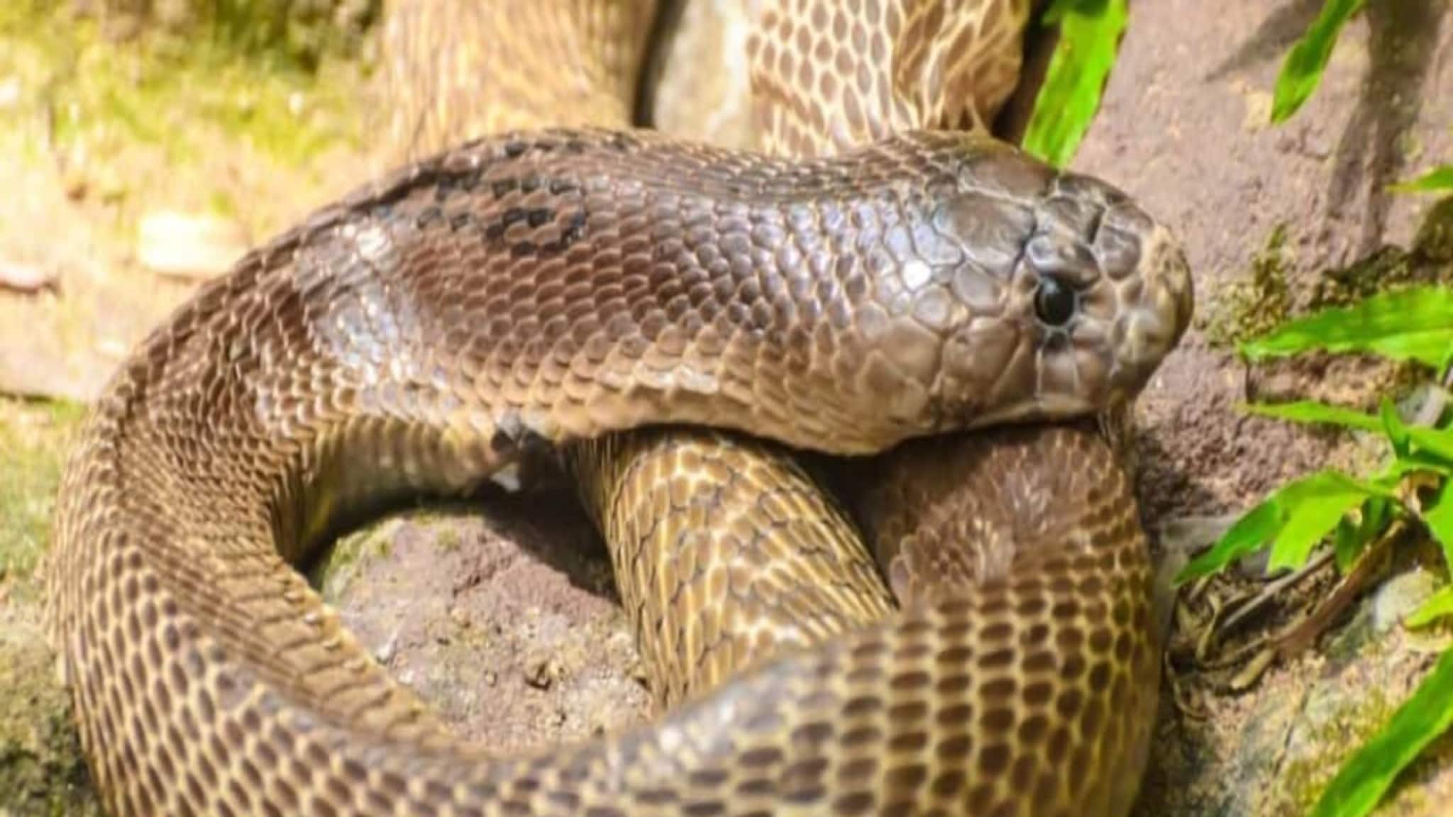 হঠাৎ হিসহিস শব্দ..., ফ্রিজের নীচে ৬ ফুট লম্বা 'কেউটে' সাপ! দেখতেই যা করলেন এই যুবক, নিমেষে সবার চক্ষুচড়কগাছ