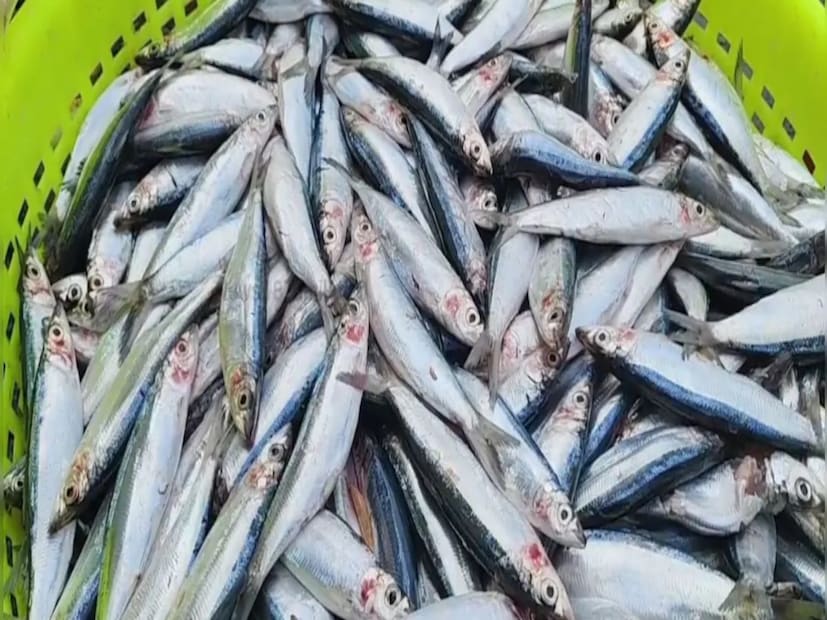 ক্ষত নিরাময়, ডায়াবেটিস: দাঁড়কুটা বা জেরি ফিশ শরীরে তৈরি ক্ষত নিরাময়ের ক্ষমতা রাখে। এছাড়াও, এটি ডায়াবেটিস প্রতিরোধে এবং যাদের ইতিমধ্যেই ডায়াবেটিস আছে তাদের রোগের প্রভাব কমাতে সাহায্য করে।