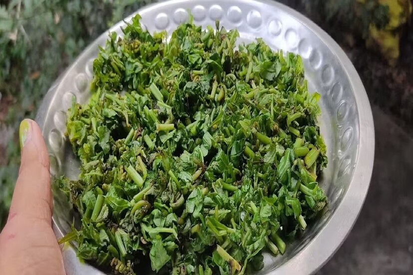 রাঁচির আয়ুর্বেদিক চিকিৎসক ভি কে পাণ্ডে তাঁর পরামর্শে বলেন, বিশেষ করে মহিলাদের বেশি করে এই শাক খাওয়া উচিত। এই শাক হাড়কে খুব শক্তিশালী করে এবং মেরুদণ্ডকেও চাঙ্গা করে তোলে। শুধু নির্দিষ্ট কয়েক মাসই পাওয়া যায় এই শাক।